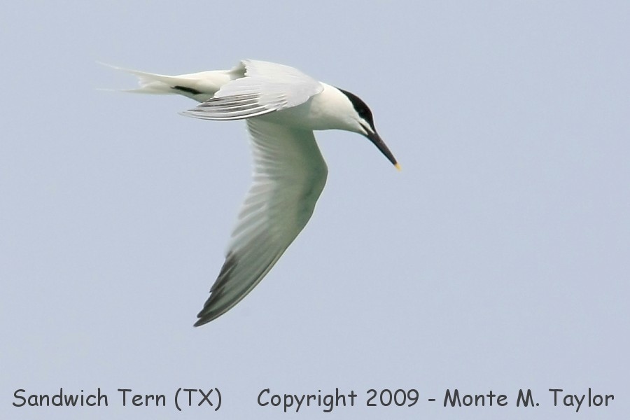 Sandwich Tern -spring- (Texas)