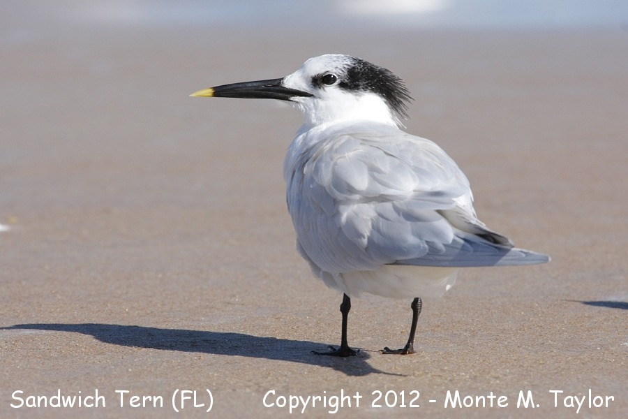 Sandwich Tern -winter- (Florida)