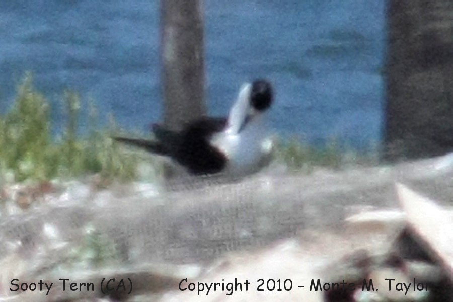 Sooty Tern -summer- (Bolsa Chica, Huntington Beach, California)