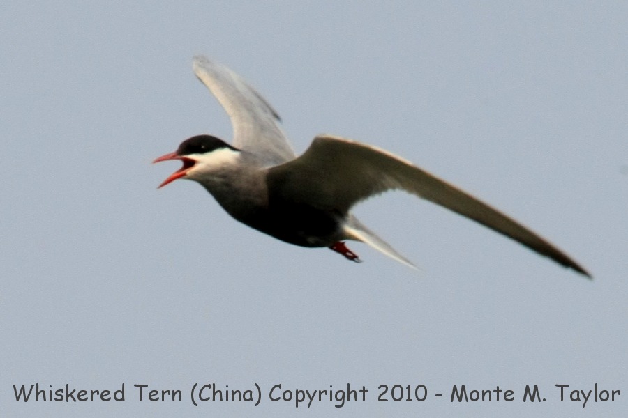 Whiskered Tern -spring- (Qilihai Preserve, Tianjin, China)