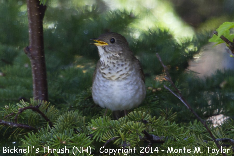 Bicknell's Thrush -June 7th, 2014- (Cannon Mountain, New Hampshire)