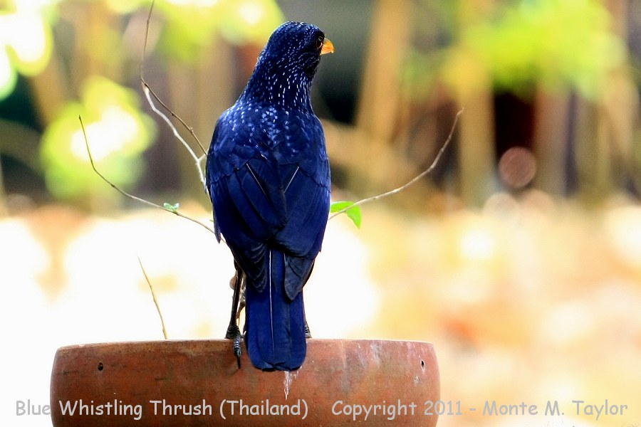 Blue Whistling Thrush -winter- (Baan Maka, Petchaburi, Thailand)