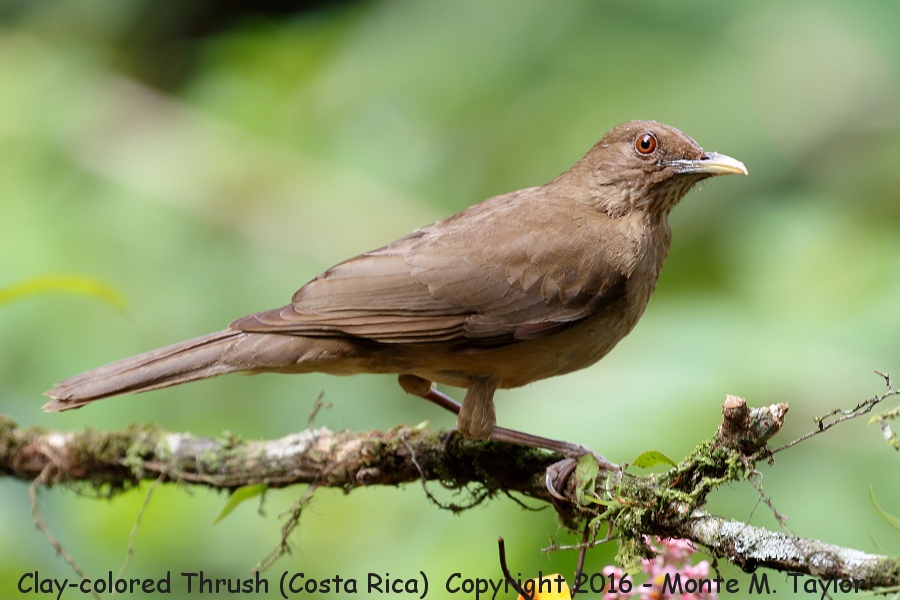 Clay-colored Thrush -winter- (Selva Verde, Costa Rica)