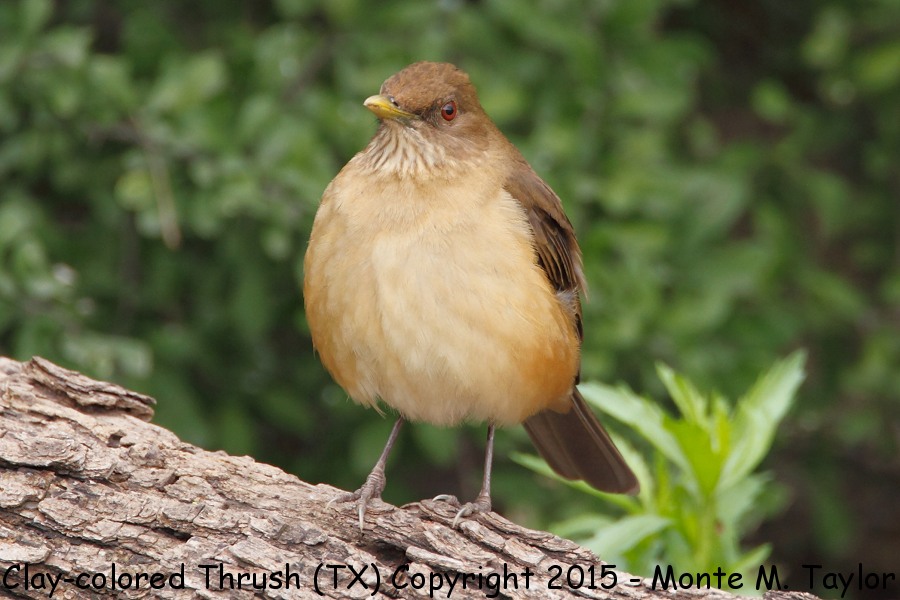 Clay-colored Thrush -winter- (Texas)