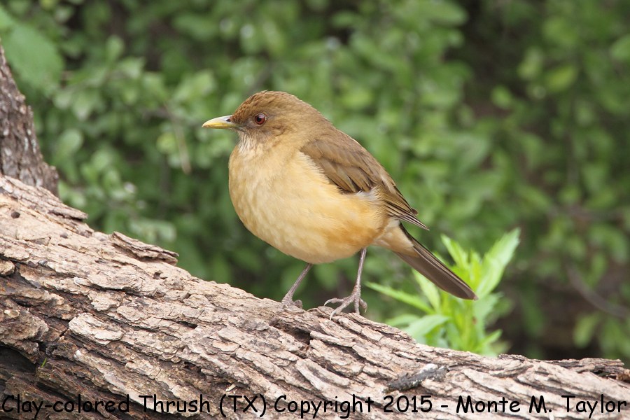 Clay-colored Thrush -winter- (Texas)