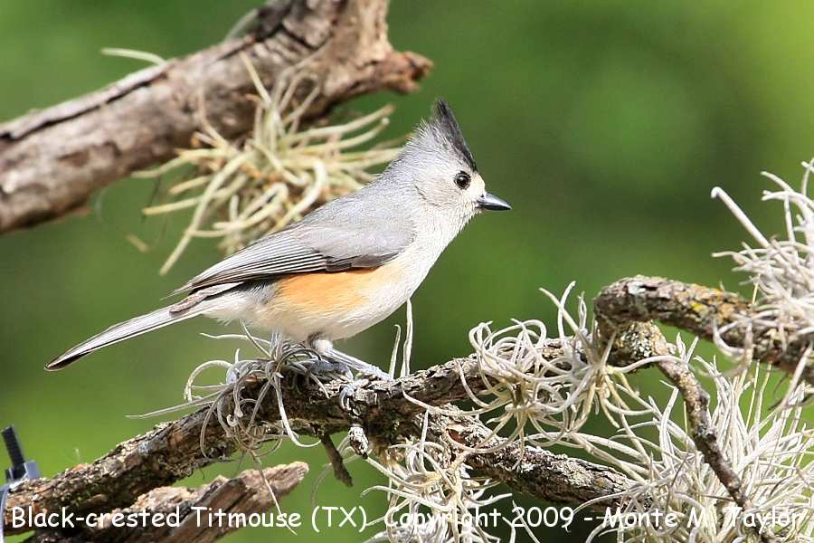 Black-crested Titmouse -summer- (Lost Maples SP, Texas)