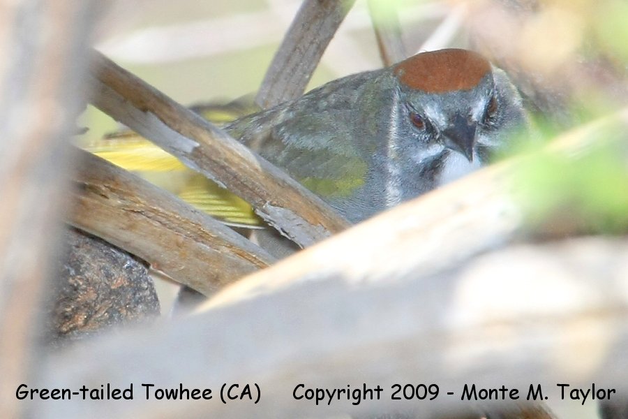 Green-tailed Towhee -spring- (California)