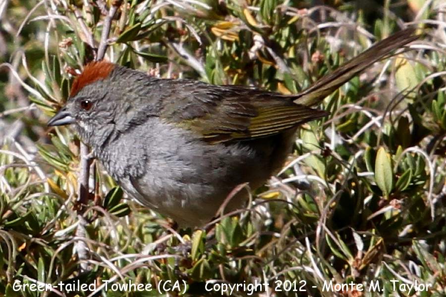 Green-tailed Towhee -summer- (California)