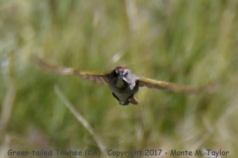 Green-tailed Towhee -summer- (California)