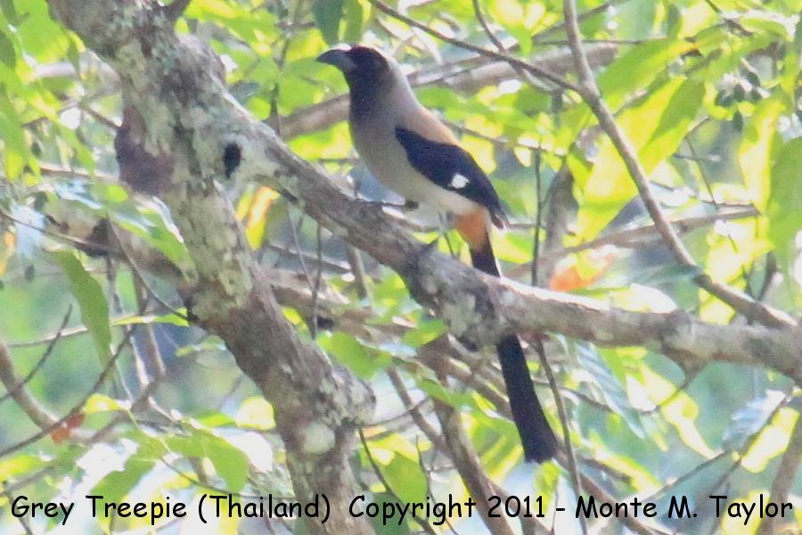 Grey Treepie -winter- (Kaeng Krachan National Park, Petchaburi, Thailand)