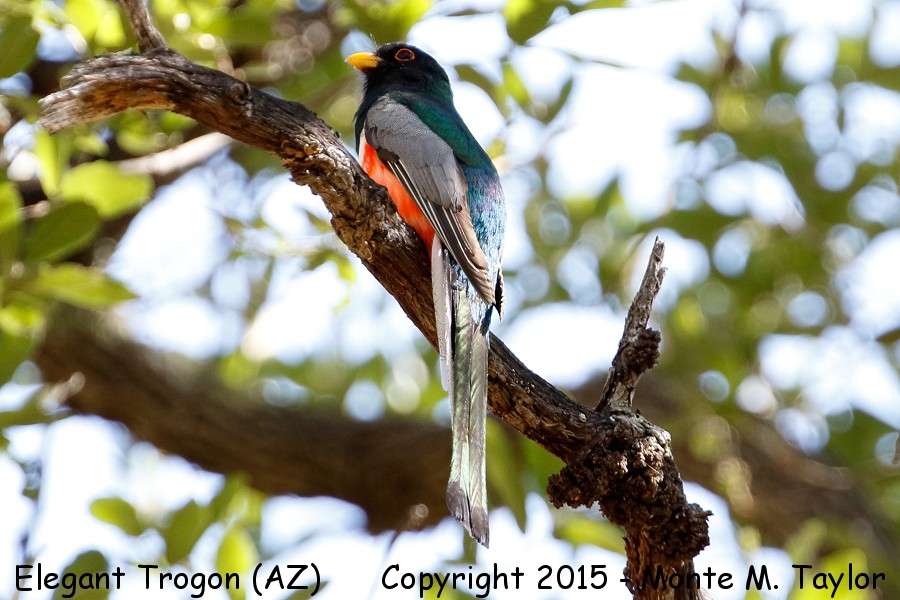 Elegant Trogon -spring male- (Arizona)