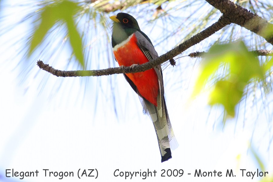 Elegant Trogon -summer male- (Arizona)