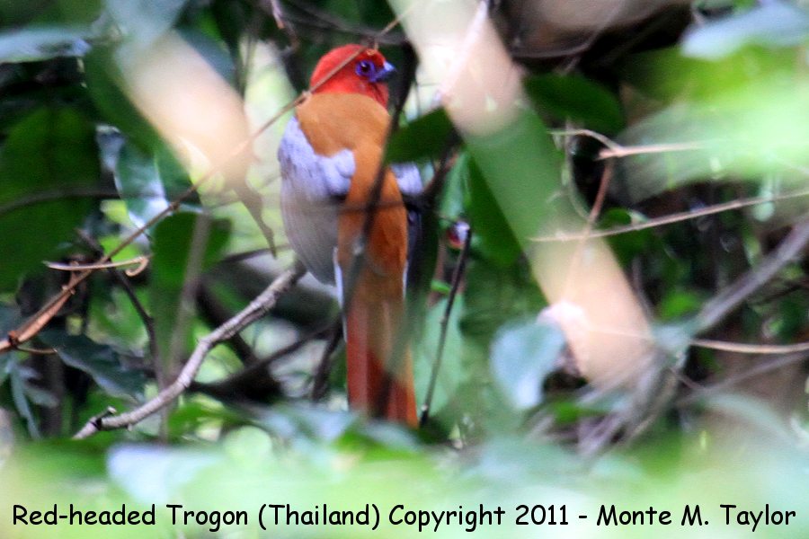 Red-headed Trogon -winter male- (Kaeng Krachan National Park, Petchaburi, Thailand)