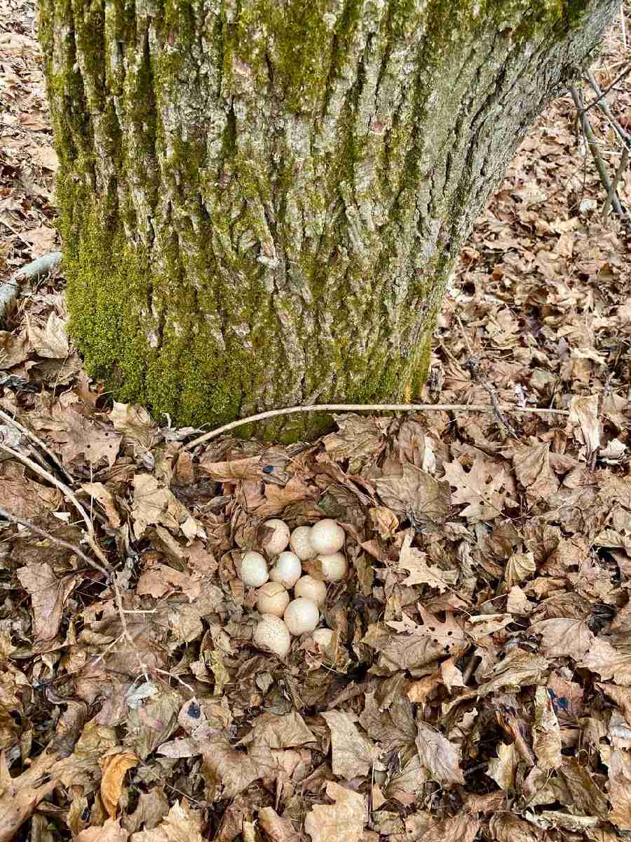 Wild Turkey eggs - showing where they'll "just lay them"!