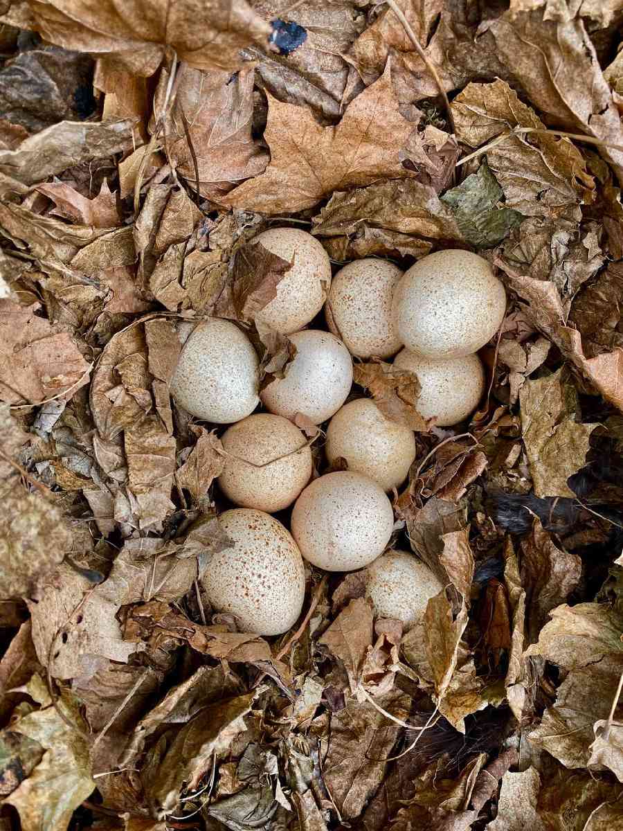 Wild Turkey eggs - showing where they'll "just lay them"!