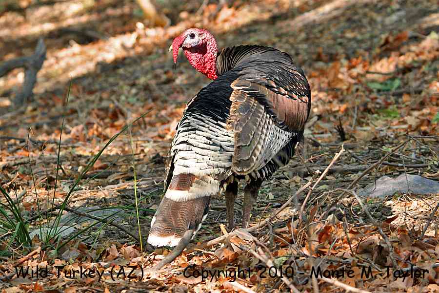 Wild Turkey -summer male merriam's- (Arizona)