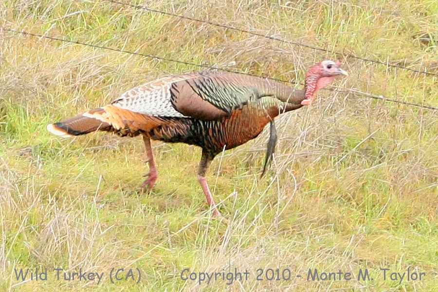 Wild Turkey -winter male- (California)