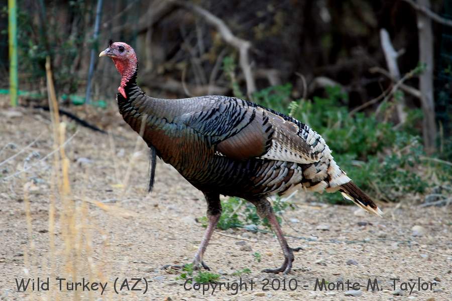 Wild Turkey -winter male merriam's- (Arizona)