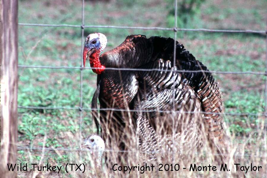 Wild Turkey -spring / copulating- (Texas)