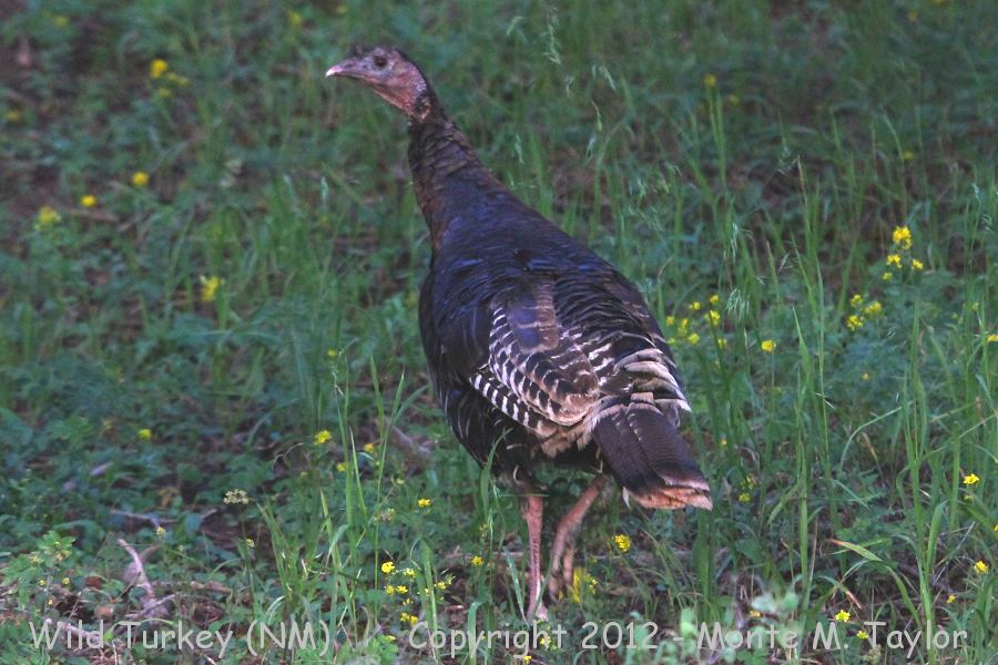 Wild Turkey -summer- (Sandia Moutains, New Mexico)