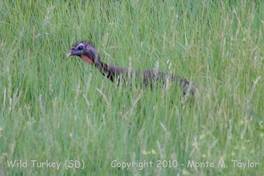 Wild Turkey -summer- (South Dakota)