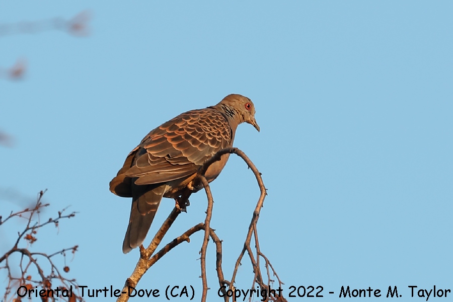 Oriental Turtle-Dove -Feb 4th, 2022- (Palo Alto, California)