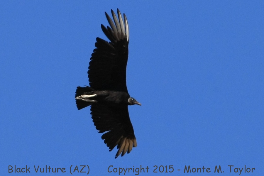 Black Vulture -spring- (Arizona)