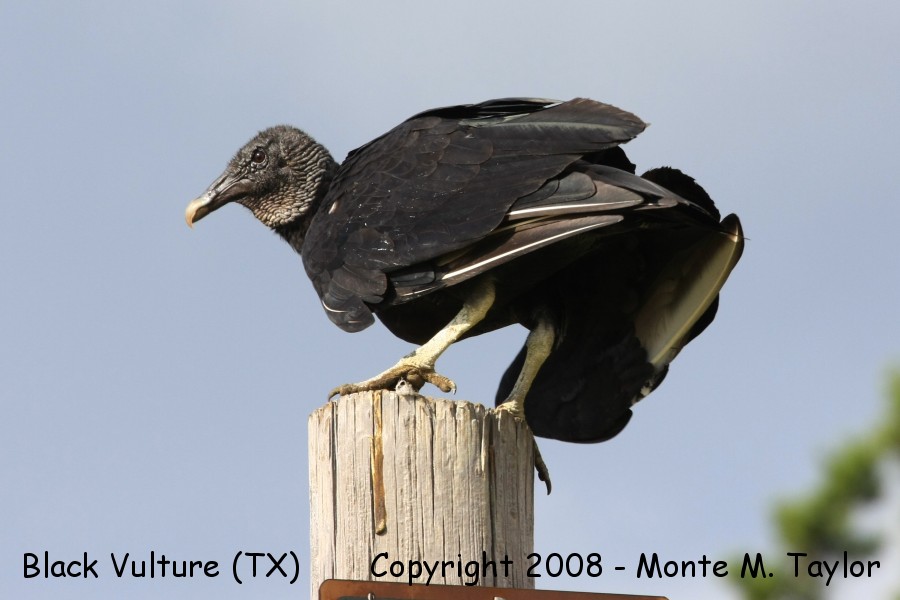 Black Vulture -spring- (Texas)