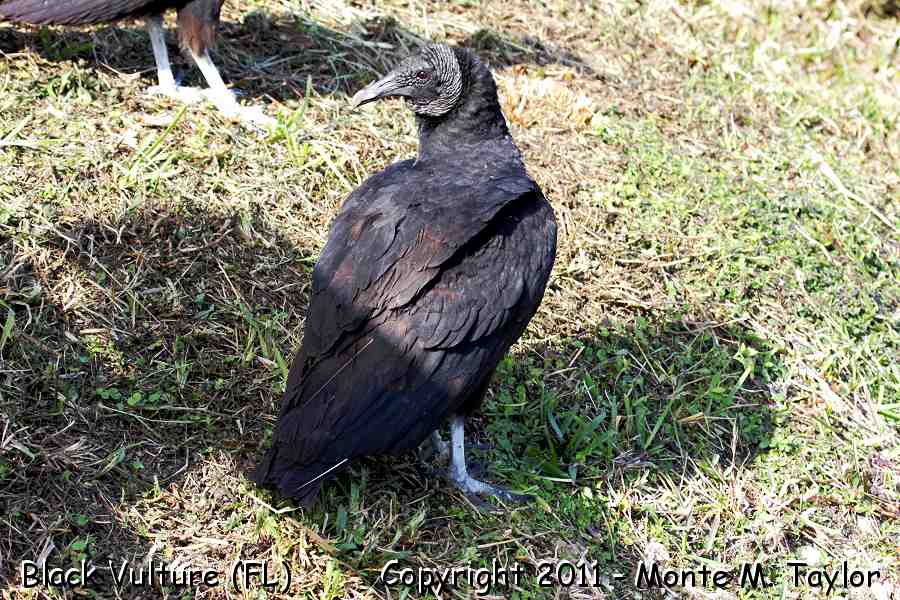 Black Vulture -winter- (Florida)