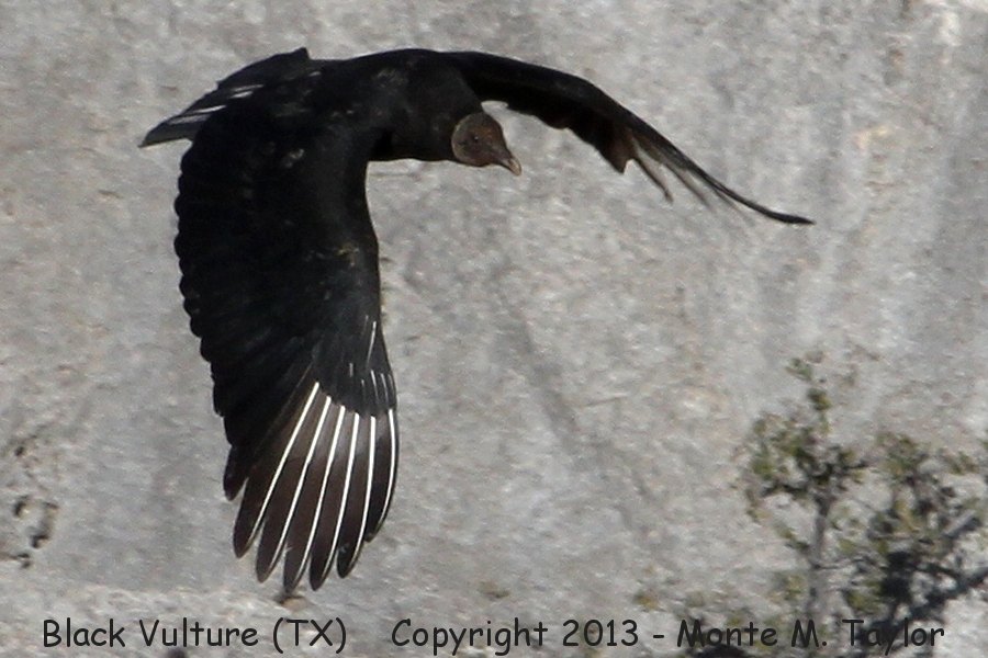 Black Vulture -winter- (Texas)
