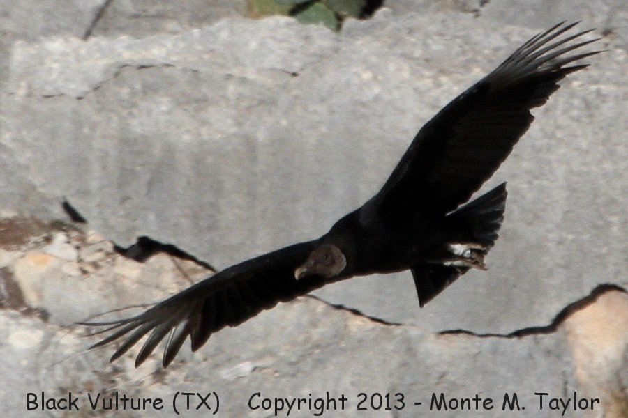 Black Vulture -winter- (Texas)
