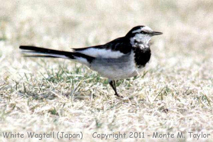 White Wagtail -winter M. a. lugens- (Japan)