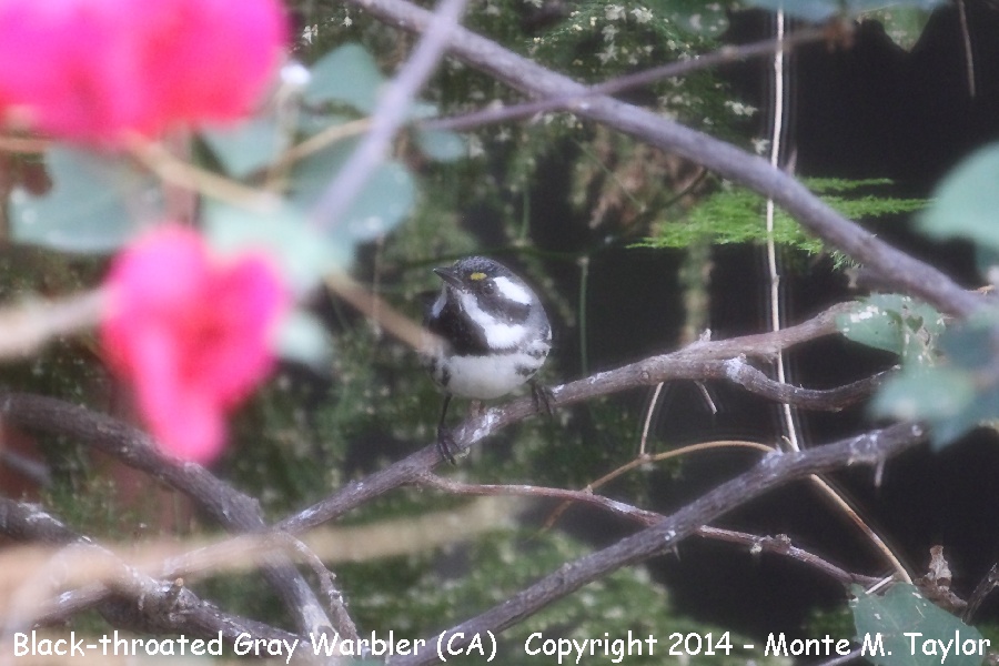 Black-throated Gray Warbler -fall male- (California)