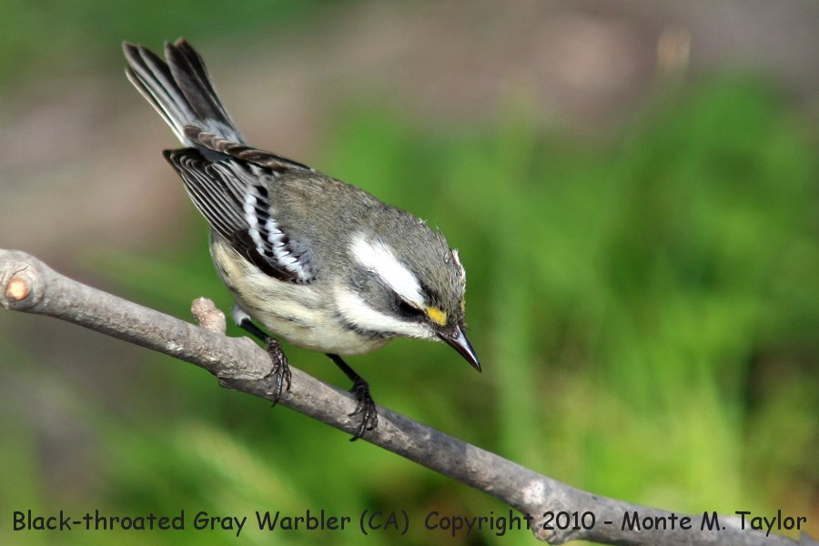 Black-throated Gray Warbler -fall female- (California)