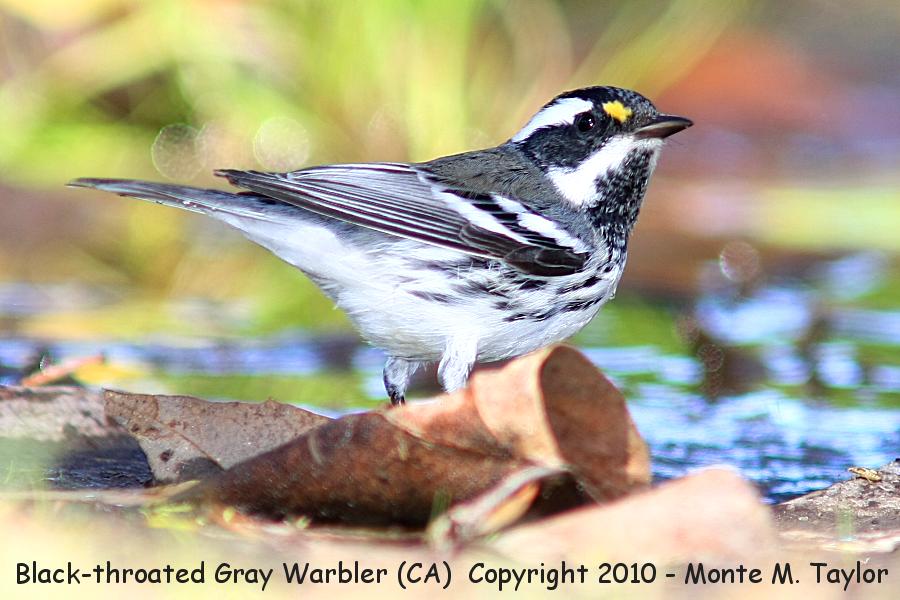 Black-throated Gray Warbler -fall male- (California)
