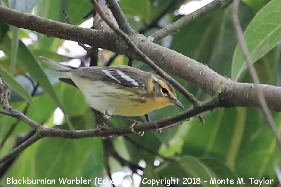 Blackburnian Warbler -winter male- (Ecuador)