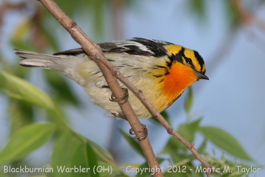 Blackburnian Warbler -spring male- (Crane Creek, Ohio)