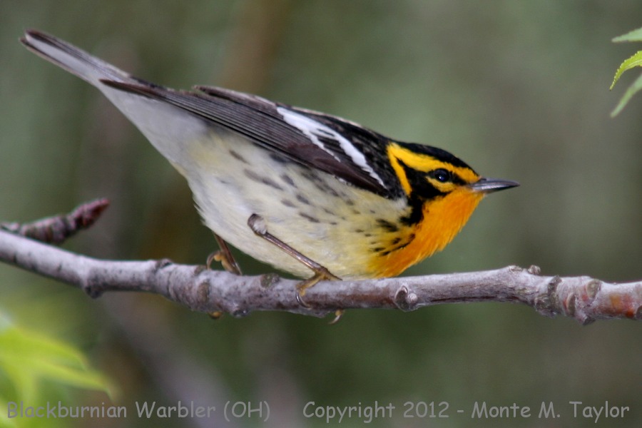 Blackburnian Warbler -spring male- (Ohio)