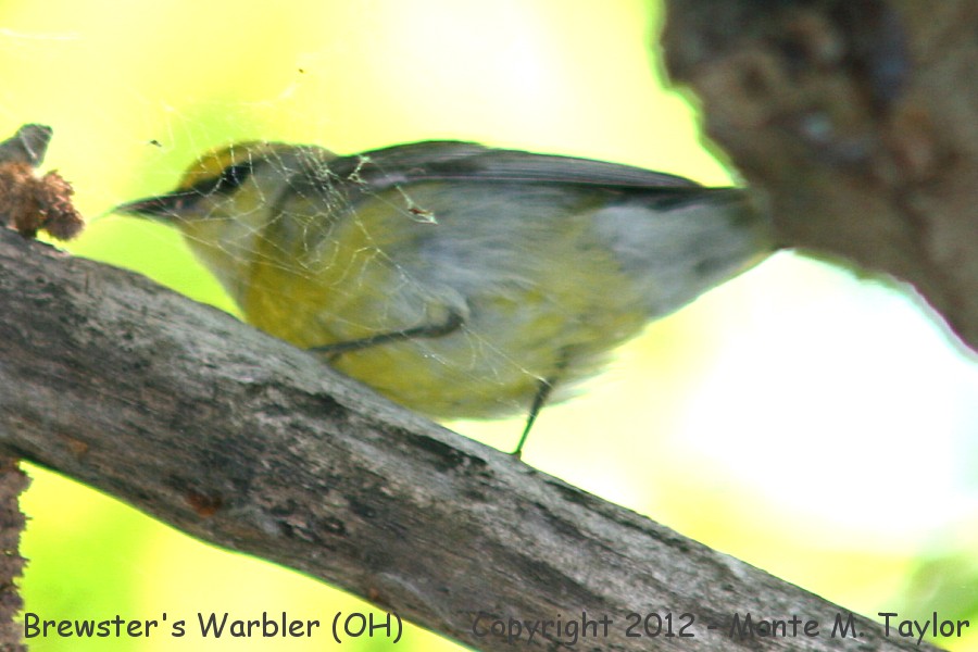 Brewster's Warbler -spring male- (Ohio)