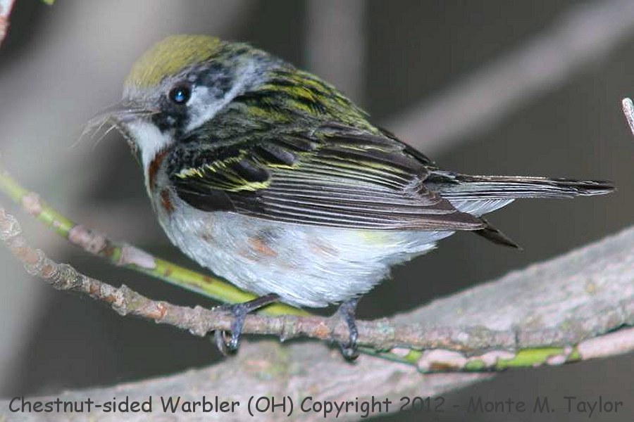 Chestnut-sided Warbler -spring female- (Ohio)