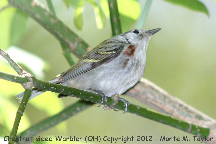 Chestnut-sided Warbler -spring female- (Ohio)