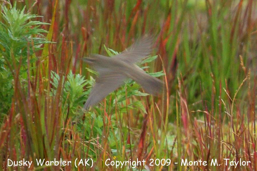 Dusky Warbler -20090829- (Gambell, St. Lawrence Island, Alaska)