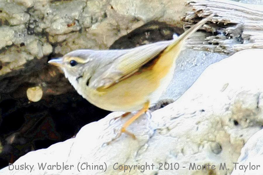 Dusky Warbler -spring- (Tianjin, China)