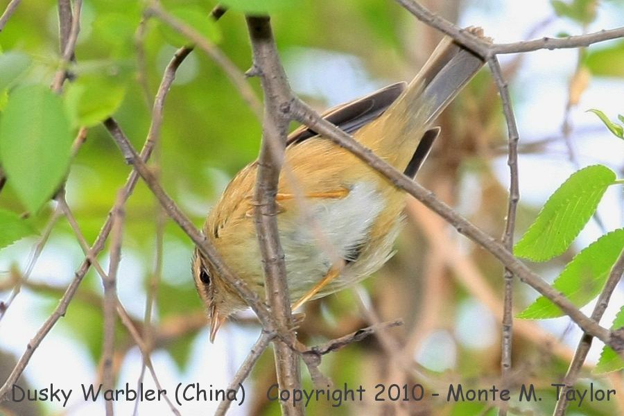 Dusky Warbler -spring- (Tianjin, China)