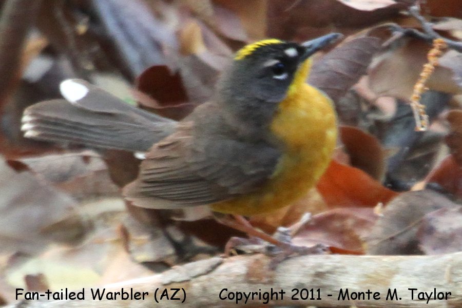 Fan-tailed Warbler -May 24th, 2011- (Madera Canyon, Arizona)