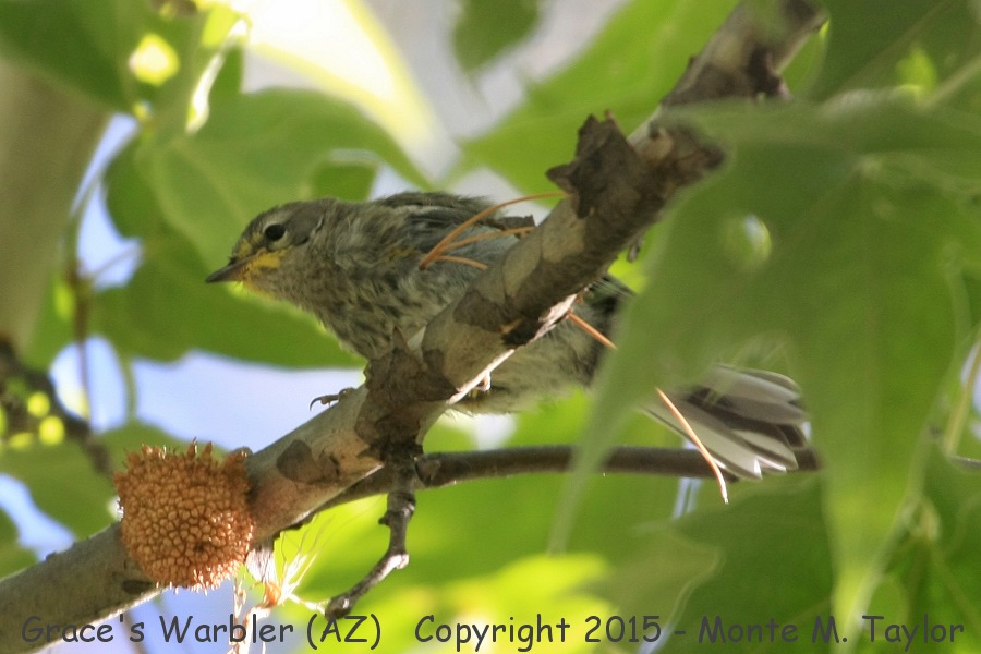 Grace's Warbler -spring juvenal- (Arizona)