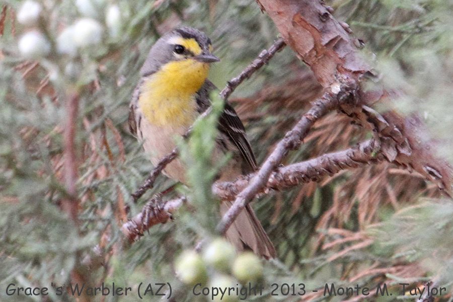 Grace's Warbler -spring male- (Arizona)