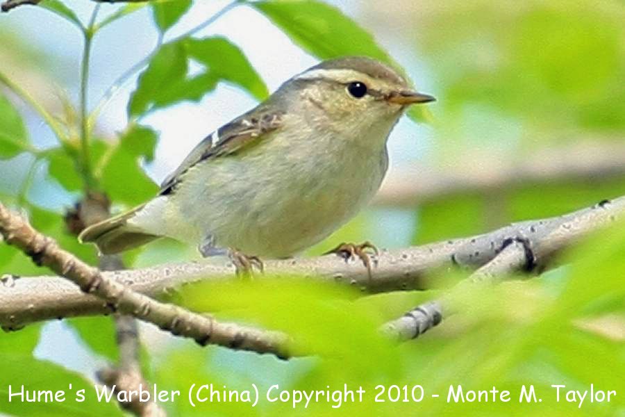Hume's Warbler -spring- (Tianjin, China)