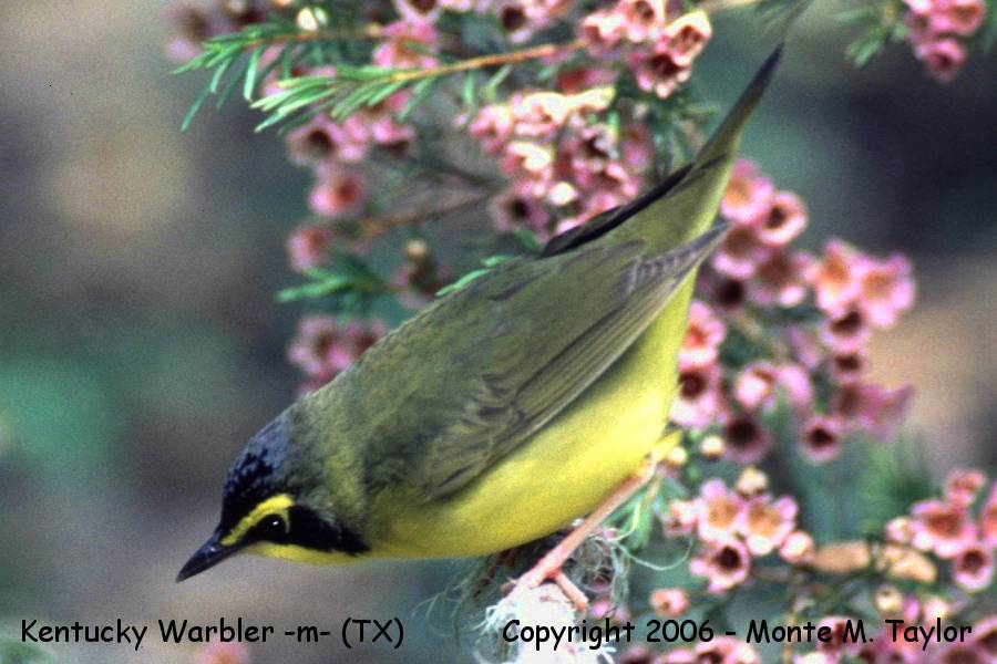 Kentucky Warbler -spring male- (Texas)