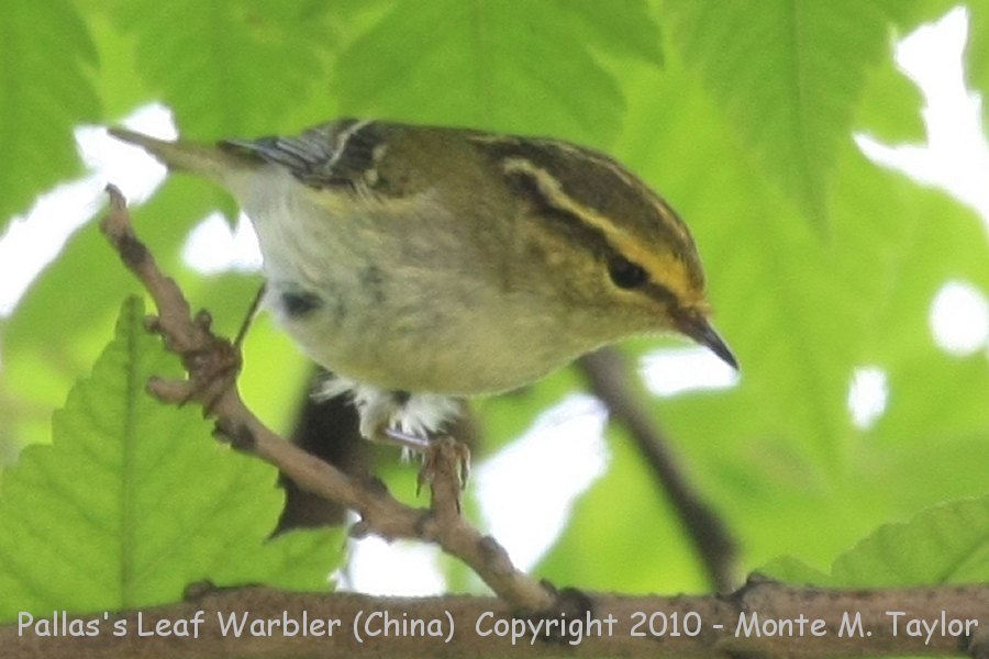 Pallas's Leaf Warbler (Lemon-rumped Warbler) -spring- (Tianjin, China)